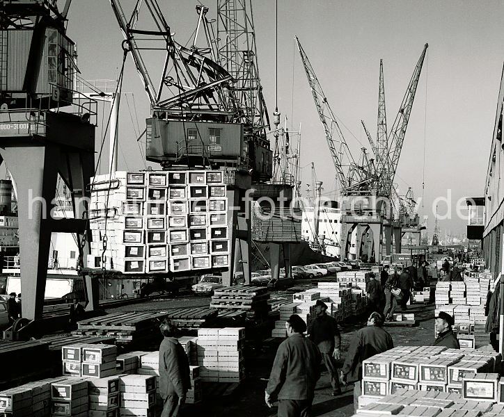462_09_h Die Ladung Apfelsinen eines Frachtschiffs wird im Hansahafen gelscht. Portalkrne laden die Kisten auf dem Kai ab - dort stapeln Arbeiter sie auf Holzpaletten, die dann mit Gabelstaplern in den Fruchtschuppen gebracht werden.  Apfelsinenkisten auf dem Kai - Hafenarbeiter, Hafenkrane; ca. 1970.
