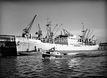 445_3 Der weisse Bananenfrachter BETANCURIA liegt am Asiakai im Segelschiffhafen, einem der vielen Hafenbecken des Hamburger Hafens. Ein Kran hievt gerade eine Ladung Bananen aus dem Laderaum des Khlfrachters. Ein Wasserboot hat lngsseits des Frachters festgemacht und pumpt ber einen Schlauch Frischwasser an Bord. Die Barkasse FRIEDA fhrt in voller Fahrt durch den Hafen.