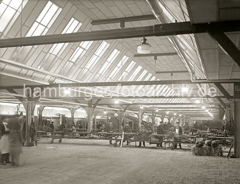 Bananenstauden - Frderband, Lagerarbeiter / Segelschiffhafen 1934 449_07 Eine hohe Fensterreihe im Dach des Schuppen 35 im Segelschiffhafen lsst viel Licht in das Lagergebude; Arbeiter kontrollieren die Bananenstauden auf einem Frderband - die Bananen werden in die bereit stehenden Gterwaggons verladen. 