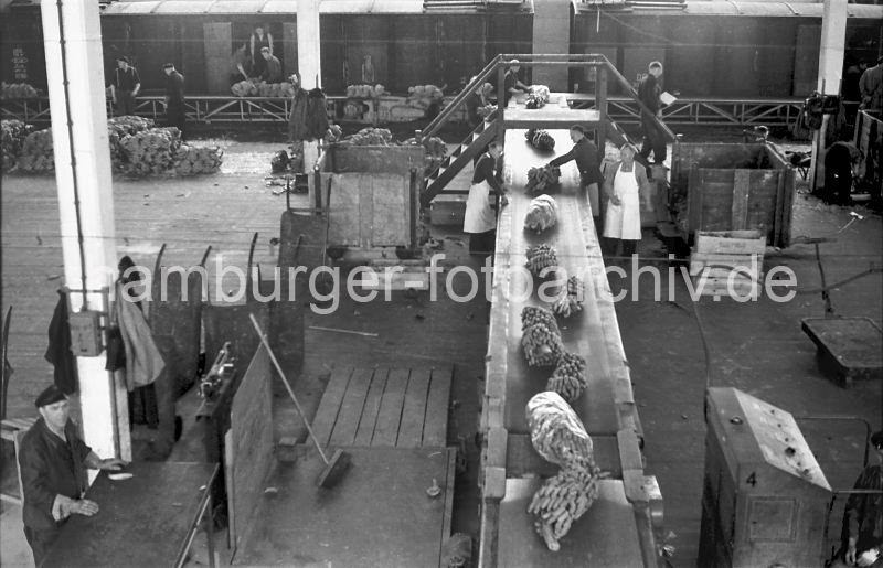 Bananenstauden - Verladung; Frderband, Lagerarbeiter / Segelschiffhafen 1934 historische Hafenfotos aus dem Archiv der Hamburger Hafen und Logistik AG (HHLA) 450_7 Die Bananenstauden werden von ihrem Lagerplatz im Kaischuppen auf einem Frderband zur Laderampe transportiert, wo die Sdfrchte in einen bereit stehenden Gterzug verladen werden. Vor der Verladung wird die Qualitt der Ware geprft. Eine Holztreppe ber der Frderanlage ermglicht die problemlose Querung der Lagerhalle.  