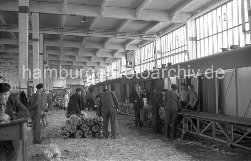 451_8 Lagerschuppen 37 im Hamburger Hafen / Segelschiffhafen; ein Frderband luft entlang der in der Lagerhalle stehenden Gterwaggons, in die die Bananenstauden verladen werden. Bevor die Bananen durch die geffneten Schiebetren der Khlwaggons verladen werden, prfen Kontrolleure die Qualitt der Frchte. Bananenstauden - Verladung; Kaischuppen - Gterwaggons / Segelschiffhafen 1956 - historische Hafenfotos aus dem Archiv der HHLA. alte Motive aus dem Hamburger Hafen - Drucke auf Fotoleinwand / Posterprint als Geschenk fuers Jublaeum.