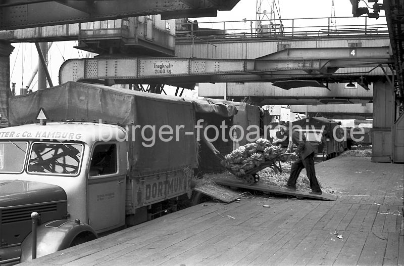 452_9 Lagerarbeiter transportieren Bananen mit einer Sackkarre ber die Laderampe des Kaischuppen zur Ladeflche des Lastwagen. Die Bananenstauden werden mit Stroh gegen Transportschden gepolstert. Im Hintergrund stehen weiter Lastwagen mit Planen und werden beladen - ber der Kaianlage verlaufen die Halbportalkrane des Asiakais. Bananen - Verladung; Lastwagen mit Plane - Lagerarbeiter Sackkarre / Segelschiffhafen 1956</font> - historische Hafenfotos aus dem Archiv der HHLA. alte Motive aus dem Hamburger H