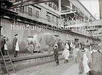 02256_580a Der Elefant ist mit dem Kran an Land gebracht und auf der Laderampe des Fruchtschuppens C am Magdeburger Hafen abgesetzt worden. Das Tier wird von seinem Wrter von der Rampe gefhrt - Kaiarbeiter des Fruchtschuppens stehen mit ihren weissen Schrzen auf der Kaianlage und sehen zu.